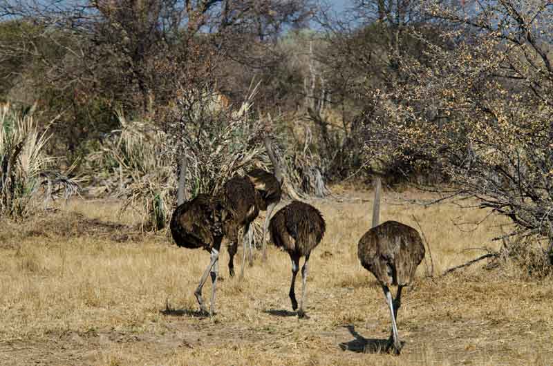 253 - Namibia - avestruces - reserva de animales Mahango